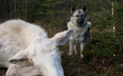 Uttaksprøve NM Løshund