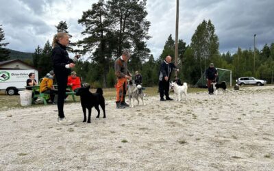 Sommerutstilling på Elvål 17 august