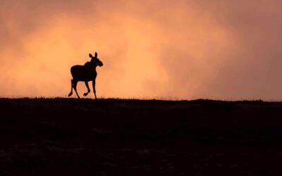 Julehilsen og årsmøte 2026